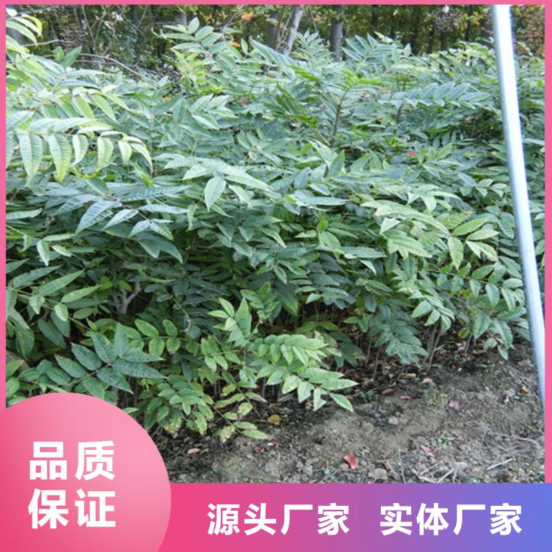 香椿【桃樹苗】好品質售后無憂