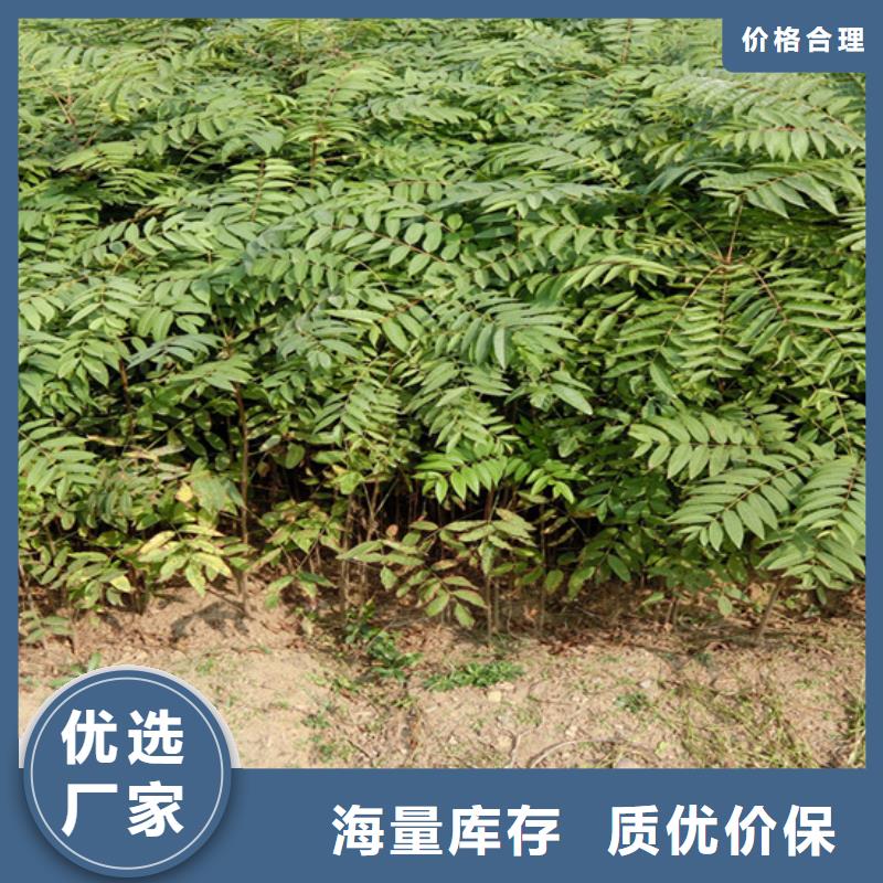 香椿【桃樹苗】好品質(zhì)售后無憂