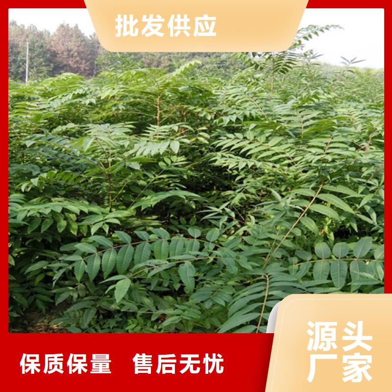 香椿梨樹(shù)苗海量現(xiàn)貨直銷