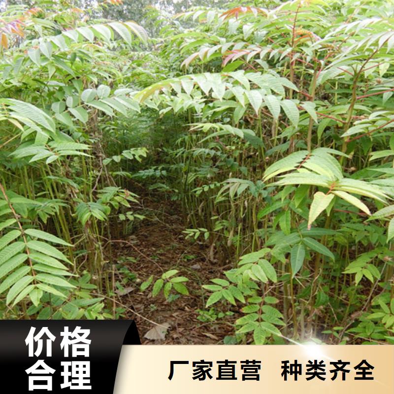 香椿蘋果苗多種規格可選