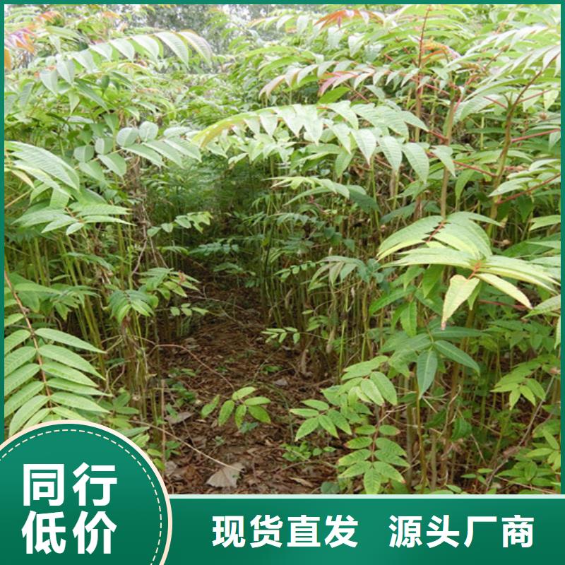 香椿-蘋果苗嚴格把關質量放心