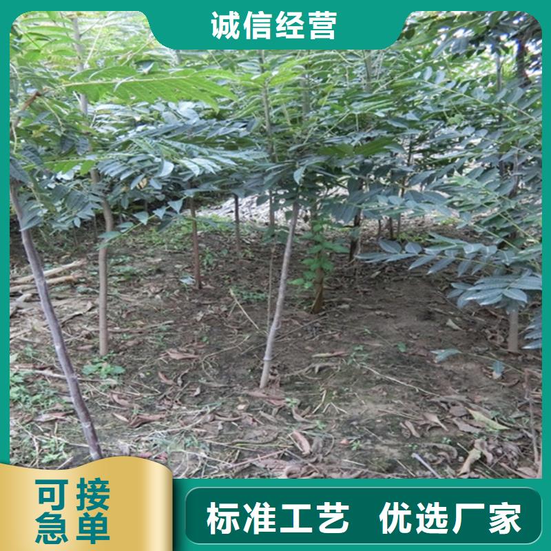 【香椿】櫻桃苗通過國家檢測