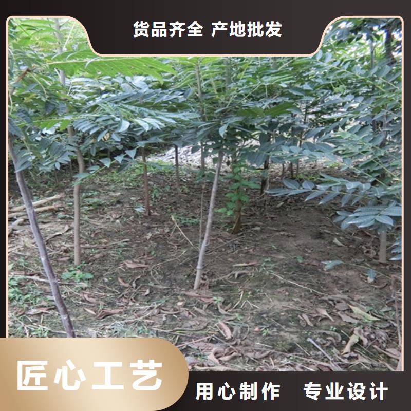 香椿,【櫻桃苗】工廠批發