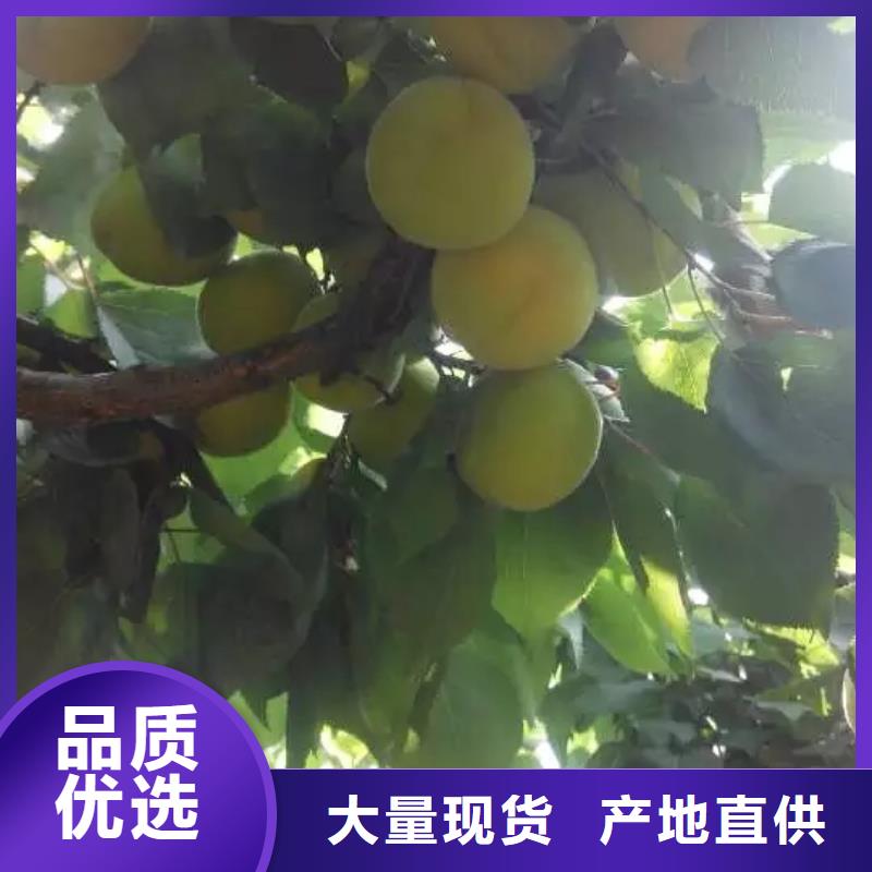 【杏】蓝莓苗源头厂家来图定制