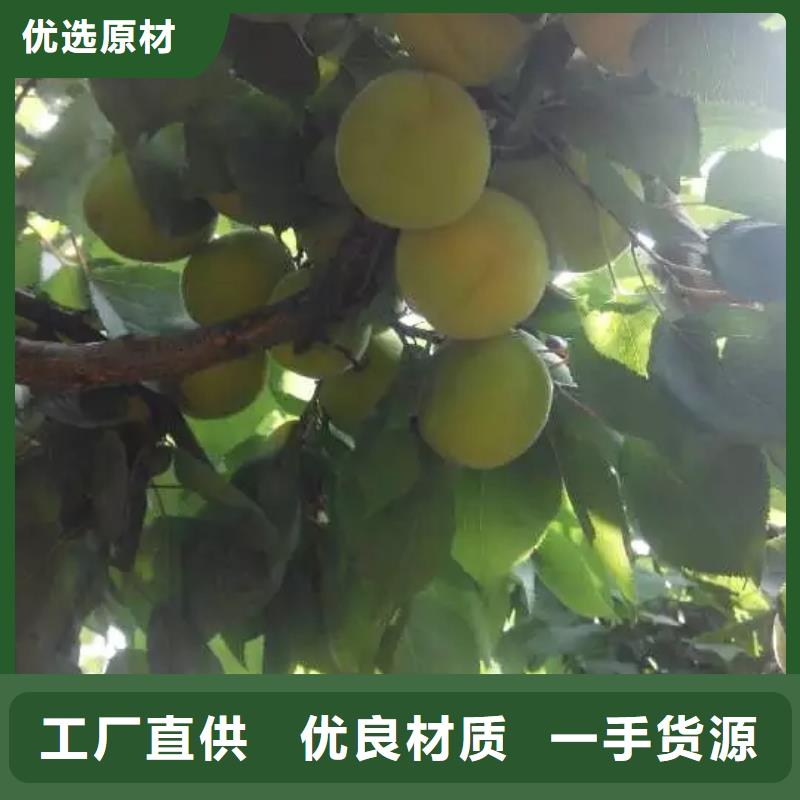 杏苹果苗应用范围广泛