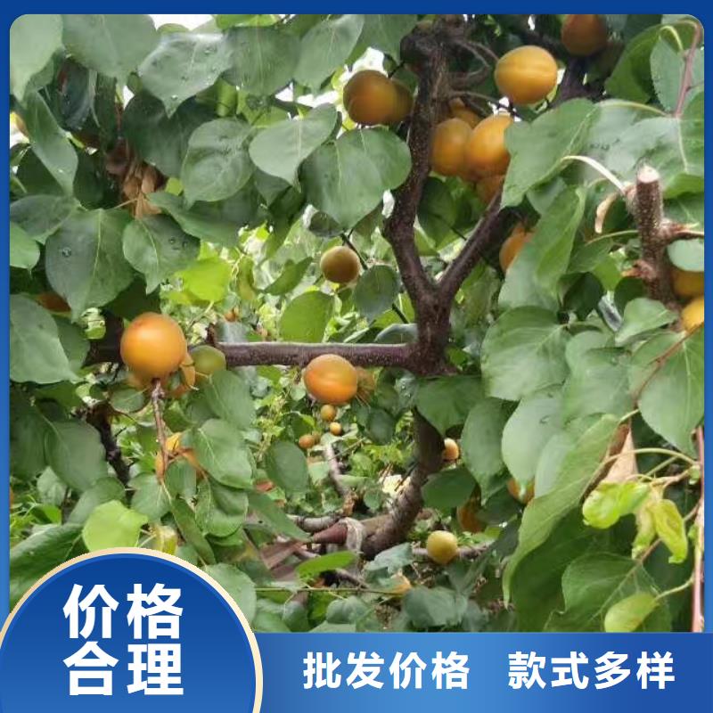 杏_【奶油草莓】批发货源