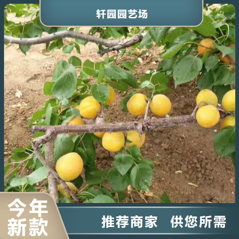 杏蘋果苗應用范圍廣泛