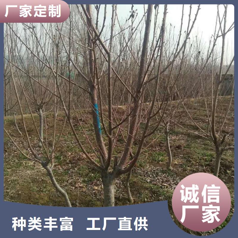 杏_【蘋果苗】源頭廠家量大價優