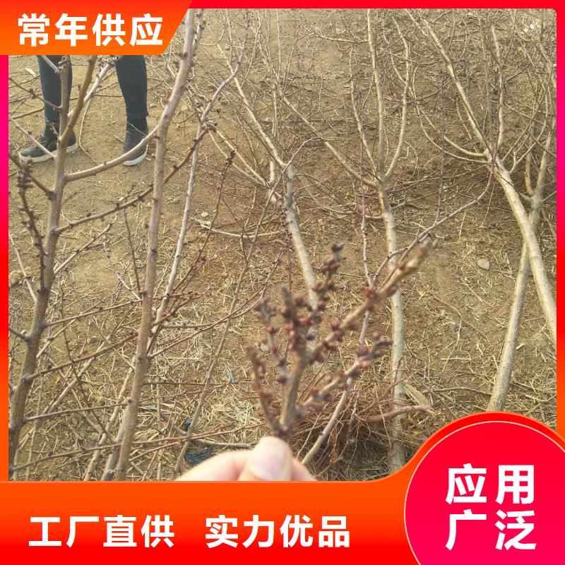 杏-奶油草莓實拍展現(xiàn)