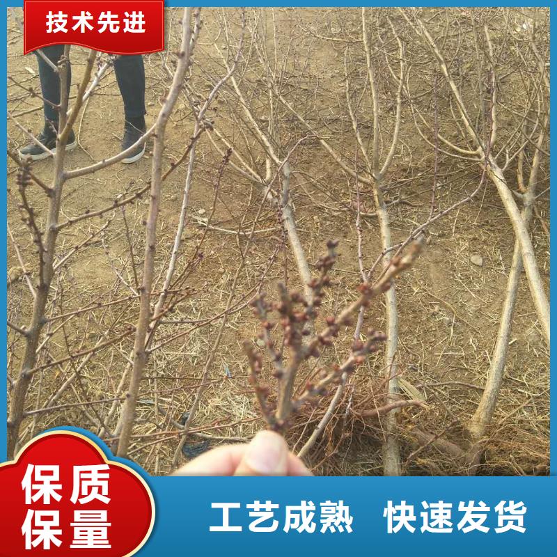 杏桃樹苗產(chǎn)地采購