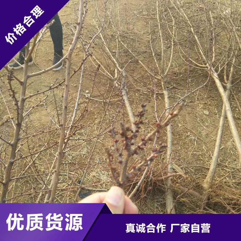 杏_【蘋果苗】應用范圍廣泛