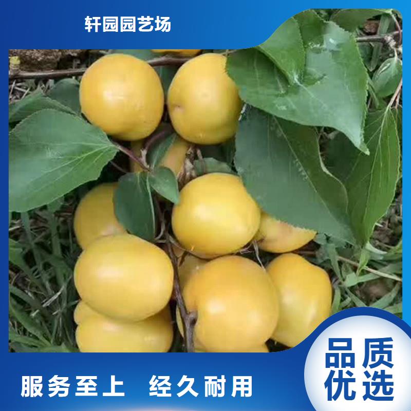 杏_【奶油草莓】批發(fā)貨源