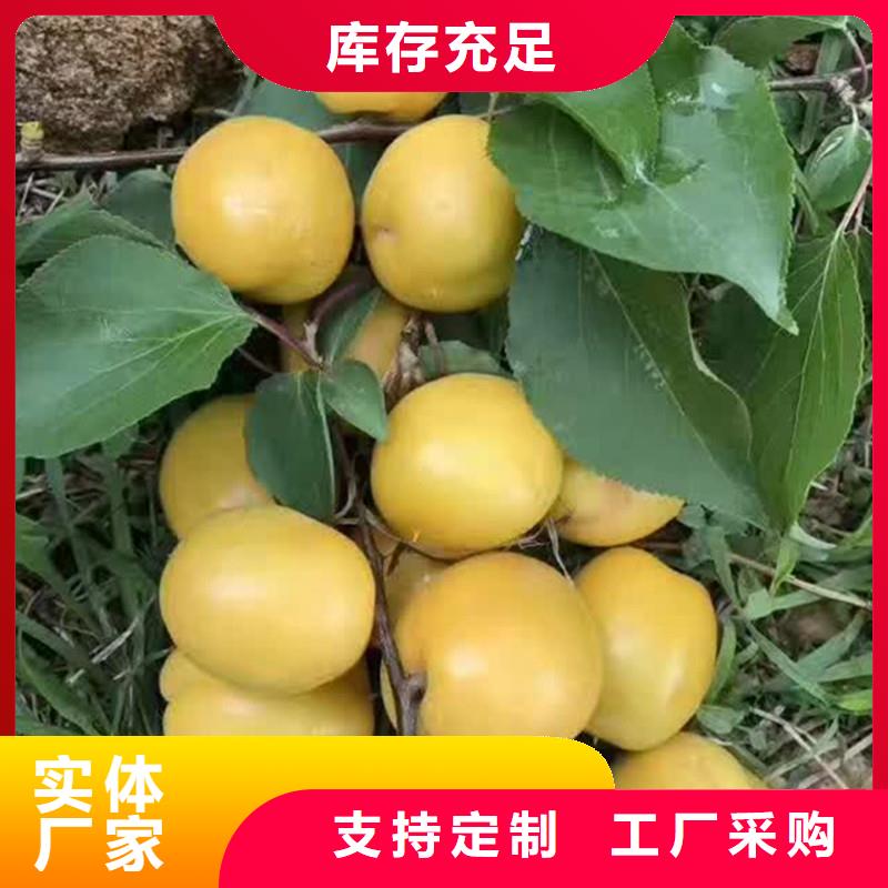 杏【獼猴桃苗】用心做好每一件產品