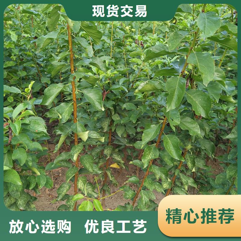 杏_【蘋果苗】應用范圍廣泛