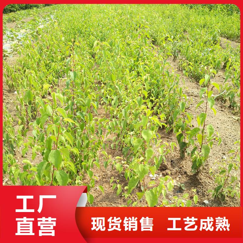 杏_【蘋果苗】源頭廠家量大價優