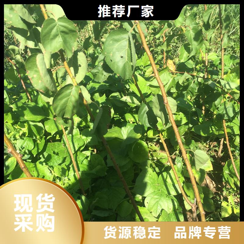 杏蘋果苗用心做品質