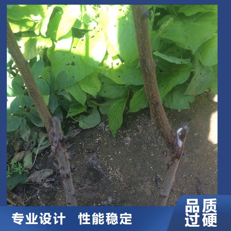 杏_【蘋果苗】源頭廠家量大價優