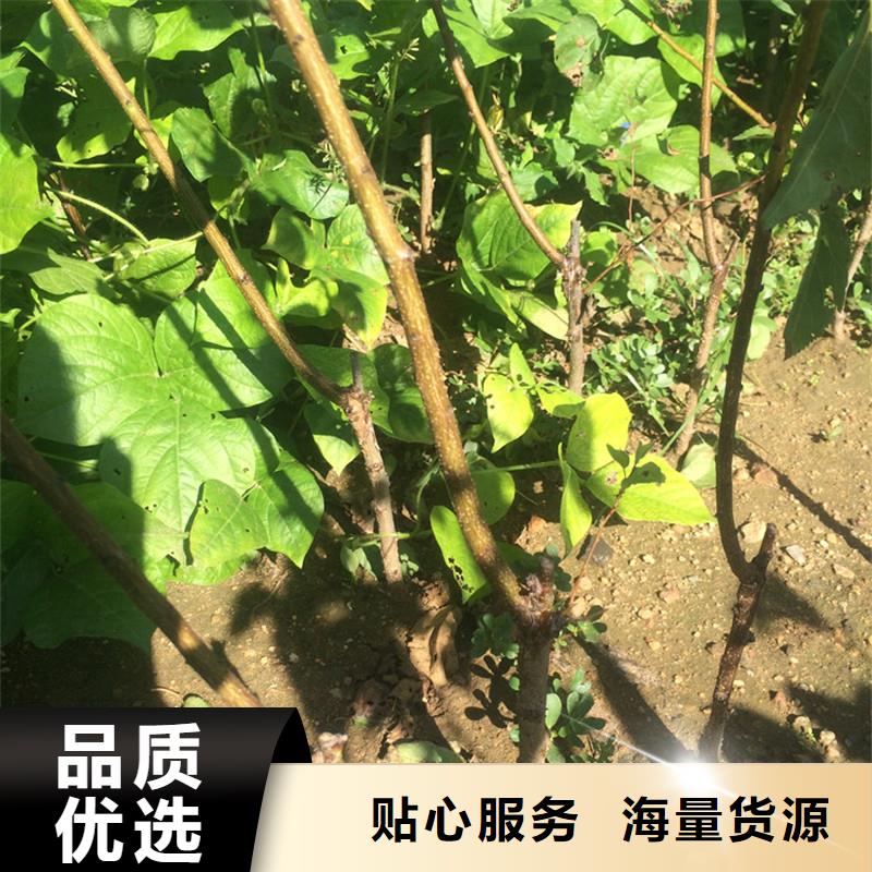 杏蘋果苗應用范圍廣泛