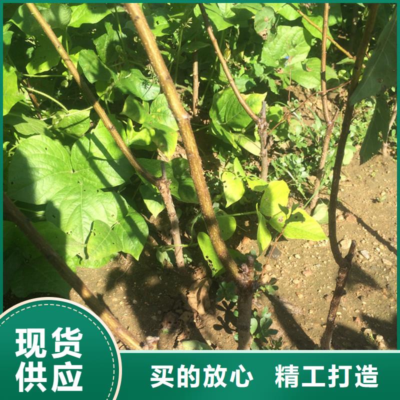 杏_【瑪瑙紅石榴苗】嚴格把控每一處細節