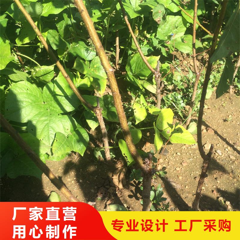 杏黃瓜苗高標準高品質