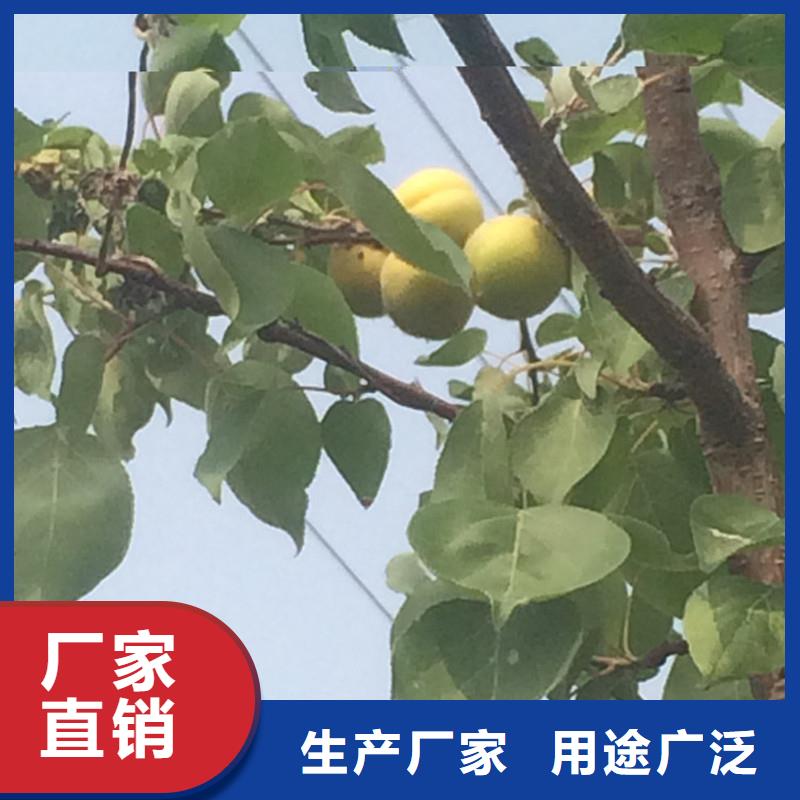 杏苹果苗应用范围广泛