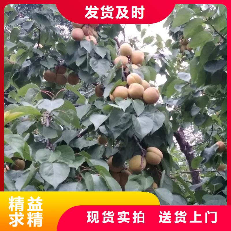 杏石榴樹源頭工廠