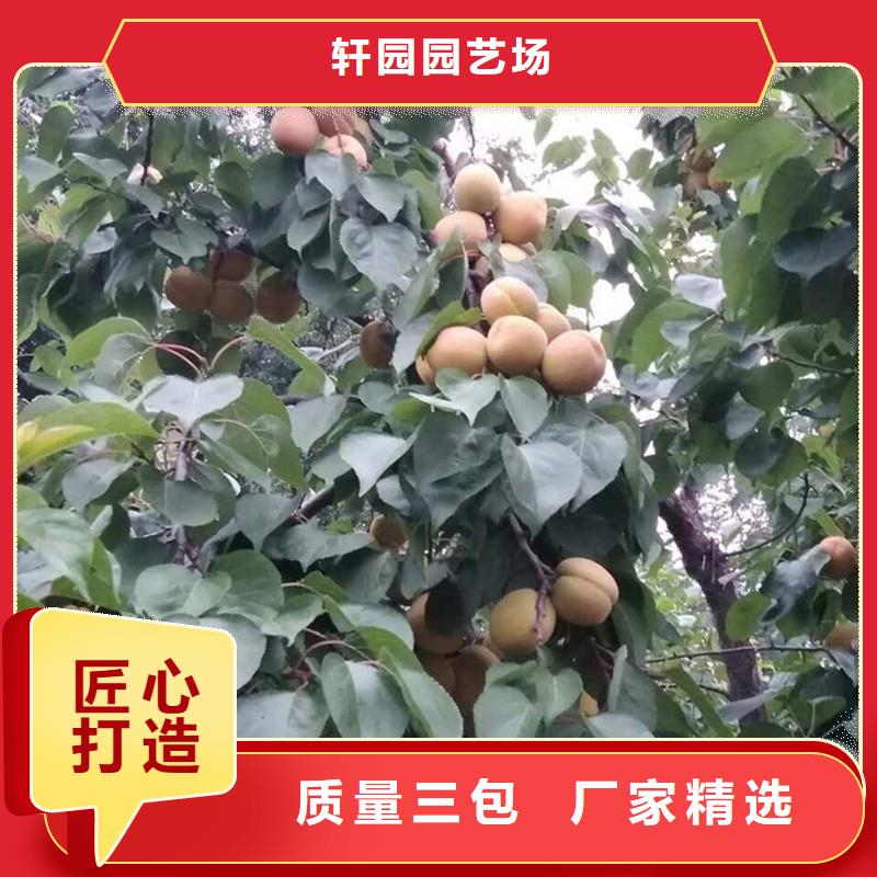 杏板栗苗廠家大量現貨