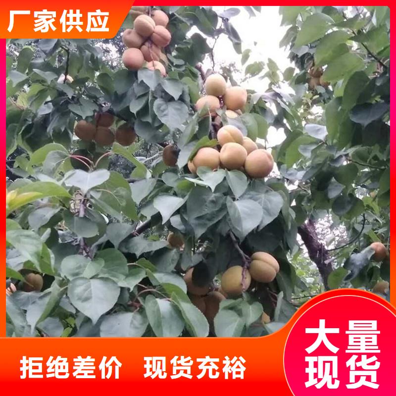 杏葡萄苗貨到付款