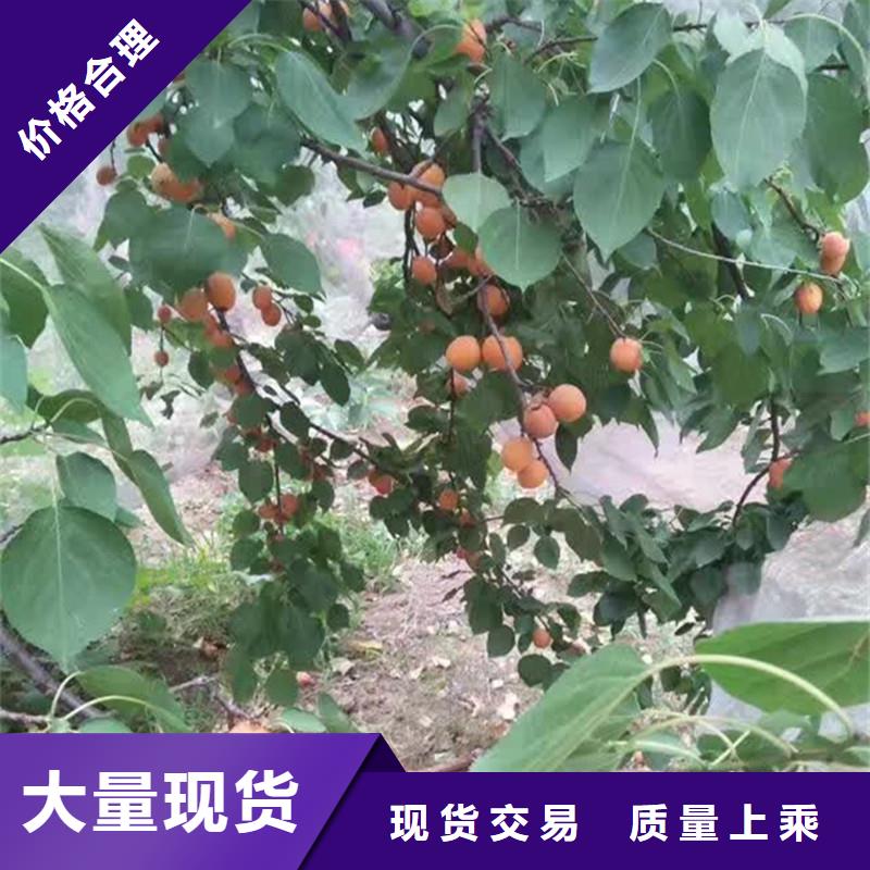 杏蘋果苗應用范圍廣泛