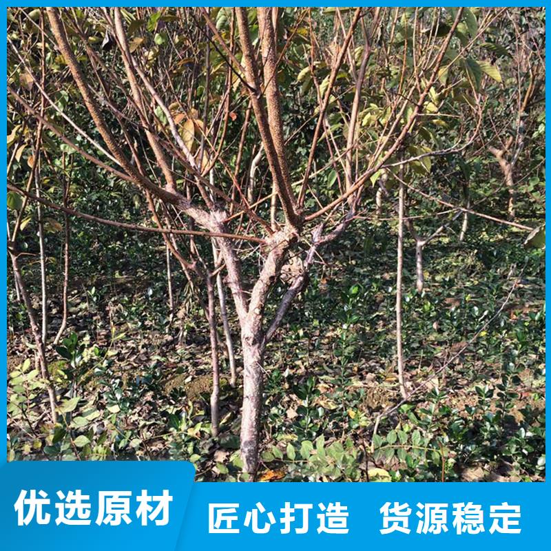 杏_【蘋果苗】應用范圍廣泛