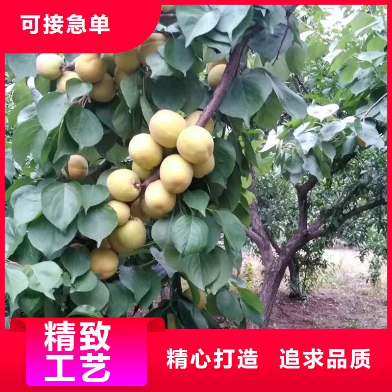 杏蘋果苗應用范圍廣泛