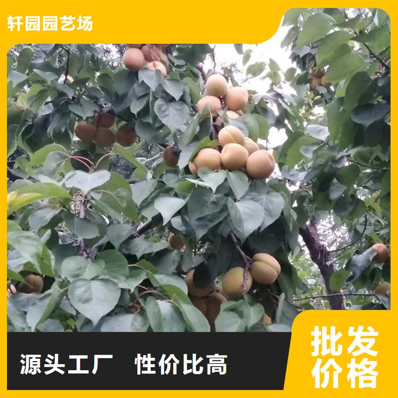 杏板栗苗廠家大量現貨