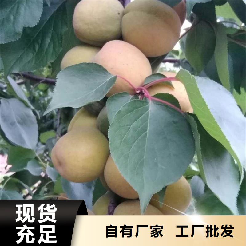 杏櫻桃苗專注品質