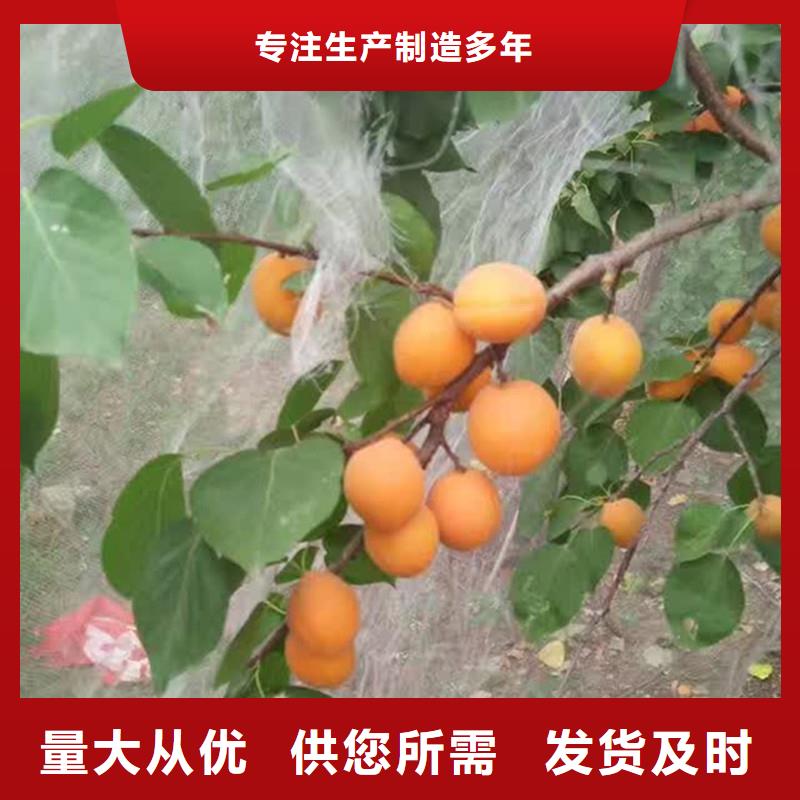 杏_【蘋果苗】應用范圍廣泛