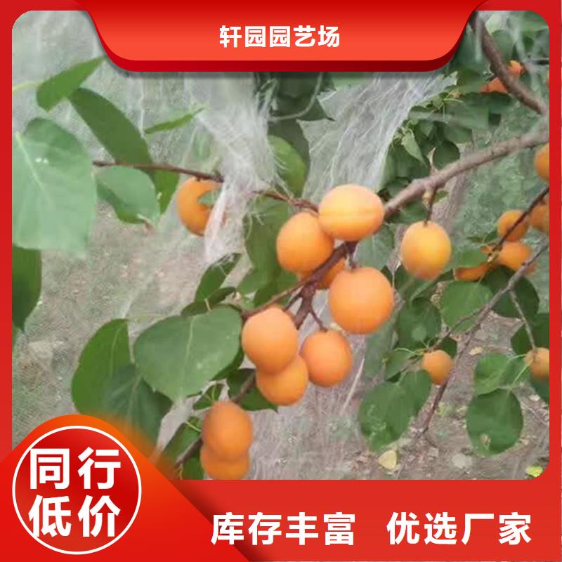 杏【獼猴桃苗】用心做好每一件產品