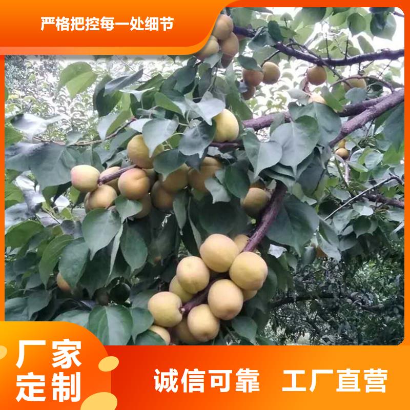 杏蘋果苗應用范圍廣泛