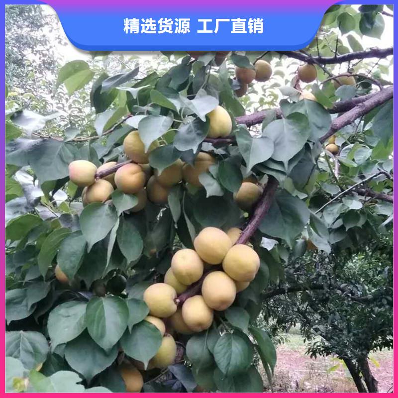 杏蘋果苗應(yīng)用廣泛