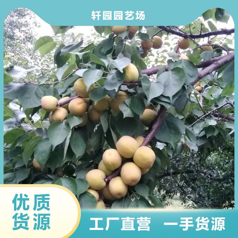 杏_【奶油草莓】批发货源