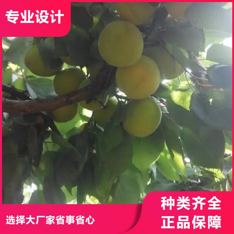 杏_【奶油草莓】批發(fā)貨源