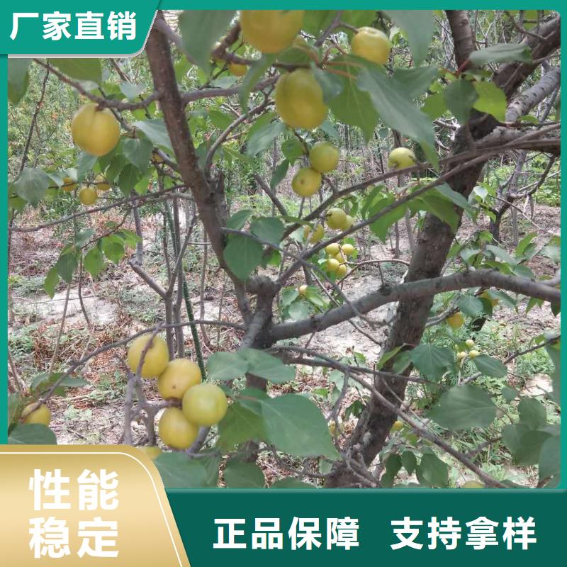 杏_【蘋果苗】源頭廠家量大價優