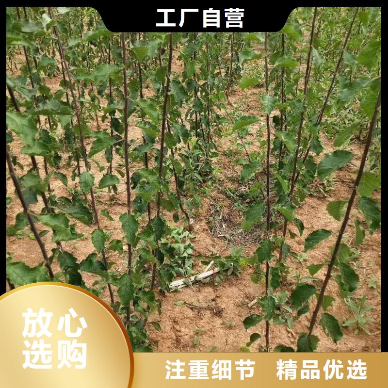 杏_【蘋果苗】源頭廠家量大價優