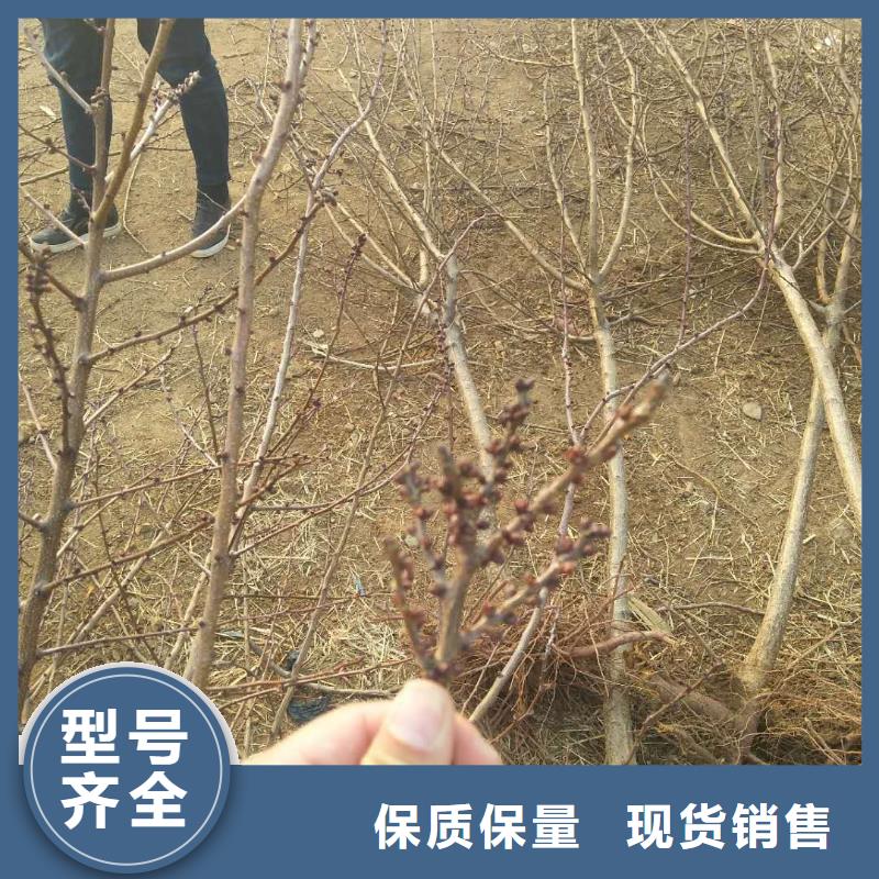 杏苹果苗应用范围广泛