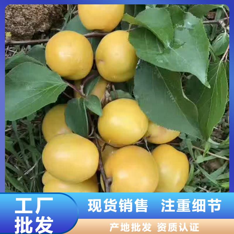 杏梨树苗生产安装