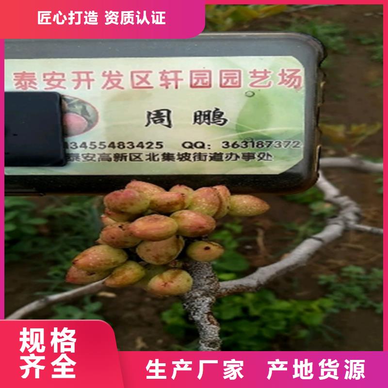 開心果_櫻桃苗海量庫存