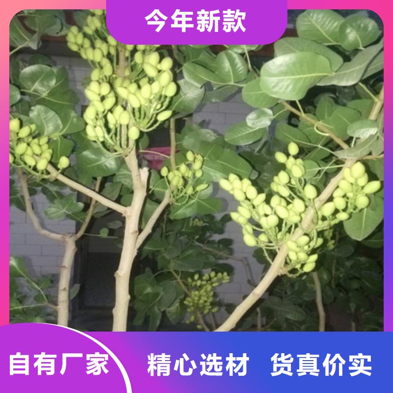 【開心果】-梨樹苗好產品有口碑