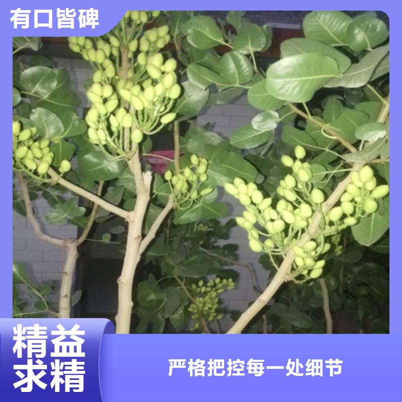 【開心果】無花果苗質(zhì)量優(yōu)價格低