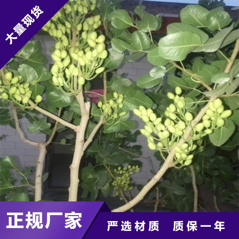 開心果瑪瑙紅石榴苗供應商