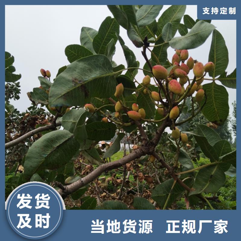 開心果紅石榴苗基地不只是質量好