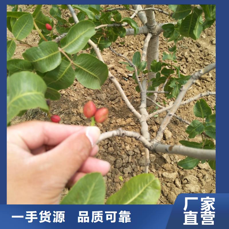 【開心果-草莓苗源頭工廠】