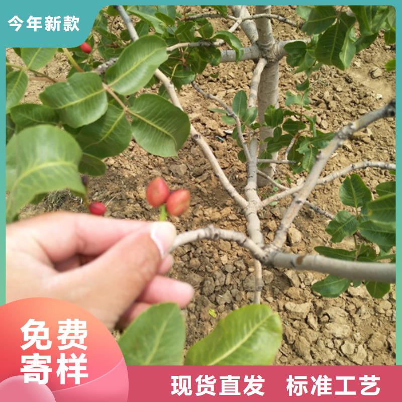 開心果桃樹苗定制零售批發